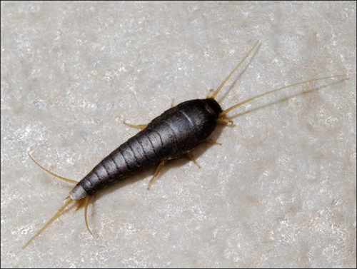 FUMIGACION DE LEPISMAS EN DF